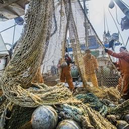 Приморские рыбаки наращивают уловы