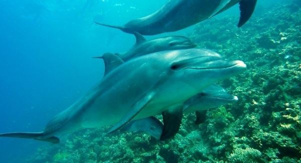 <br />
Зоозащитники спасли дельфинов из ужасных условий на Бали<br />
