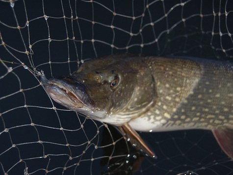 Рыболовные новости из Татарстана