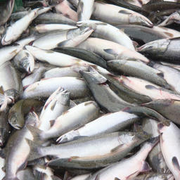 Уловы лосося «перешагнут» через полмиллиона тонн