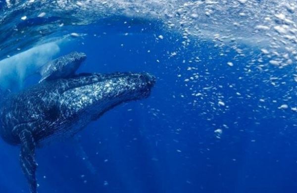 <br />
Учёные сообщили о восстановлении популяции горбатых китов<br />
